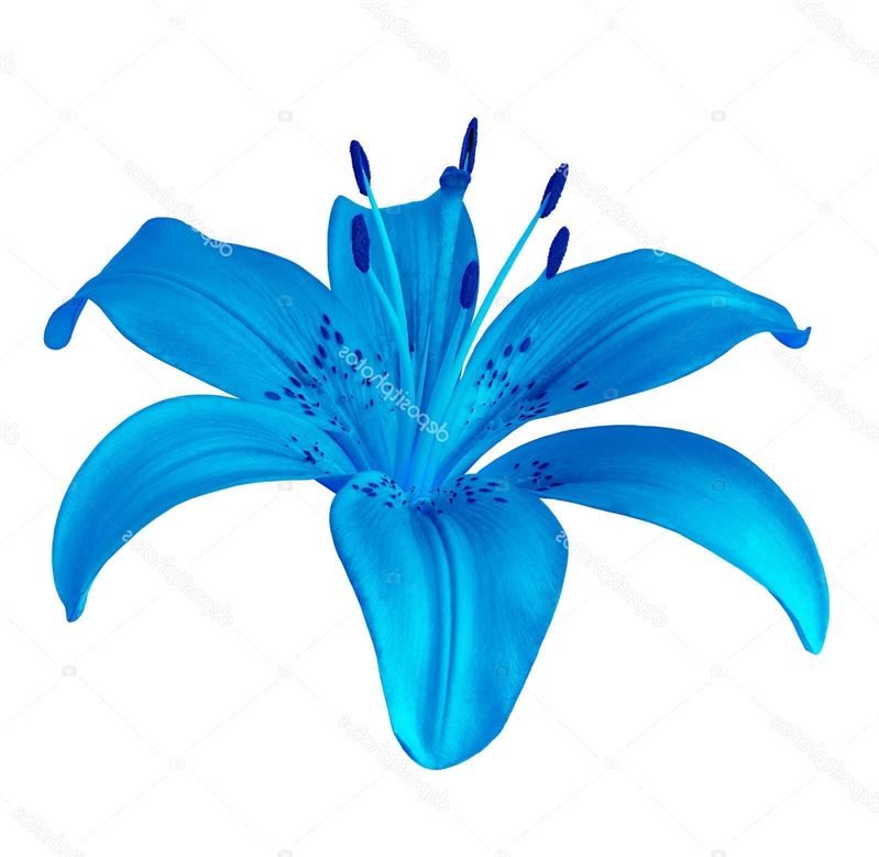 Blue Star Flower