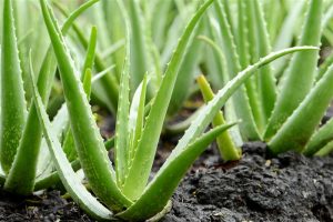 Aloe Vera Plant Images