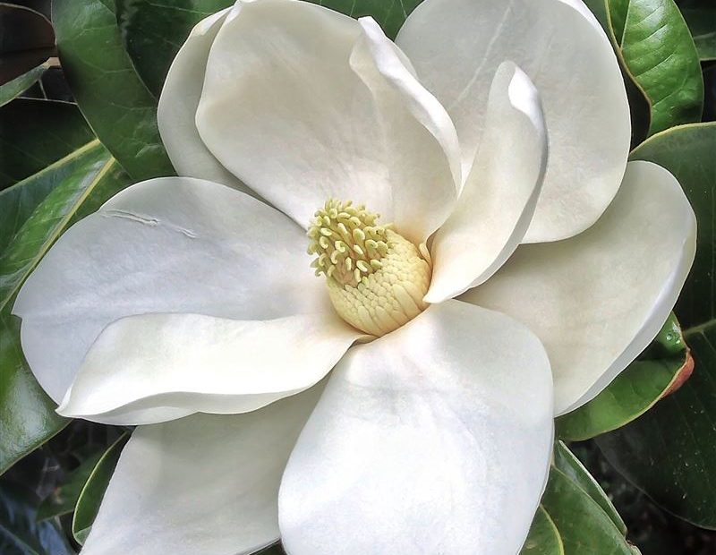 Pictures of Magnolias
