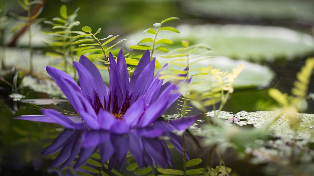Water Lilies (Nymphaeaceae)  are one of the most beautiful and easy to grow aquatic plants. 