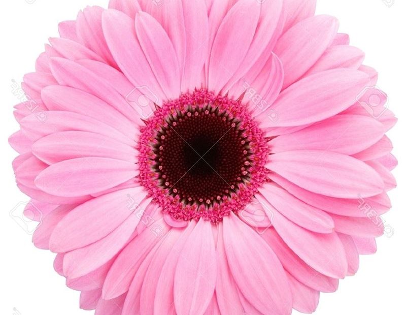 Pink Flower Pictures