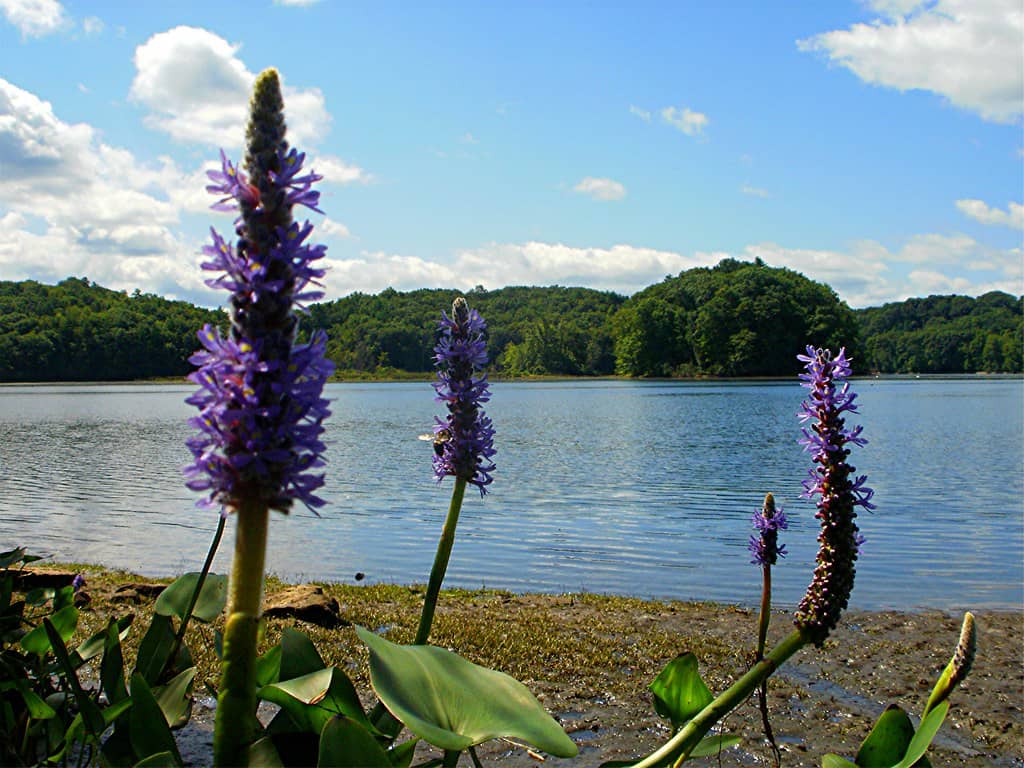 Pontederia photo