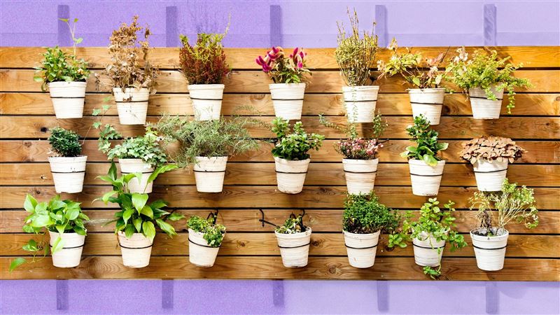 Plant Ideas For Patio