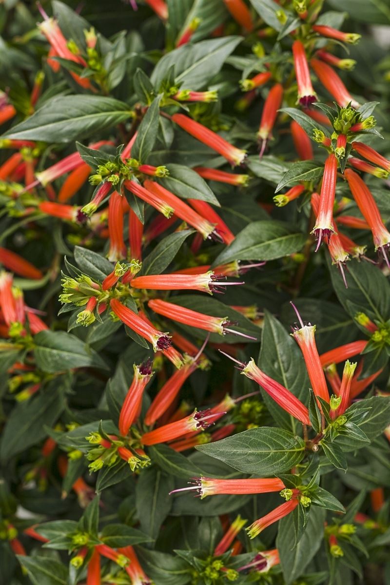 10+ Firecracker flower Pictures & Photos 🍁 Green Gardens