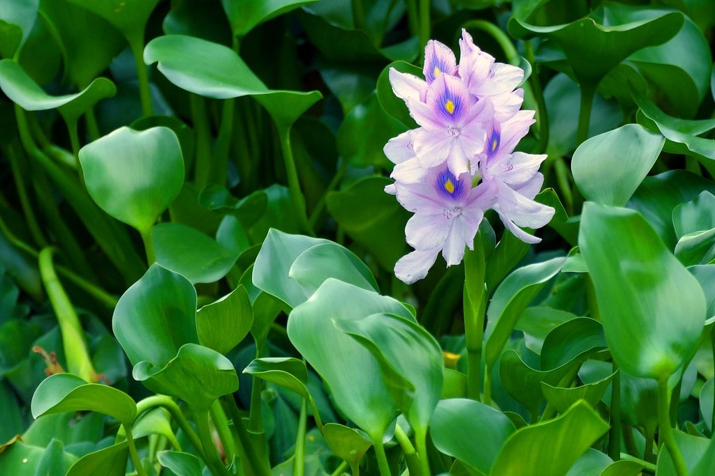 Water hyacinth is an aquatic invasive plant species originating in South America.