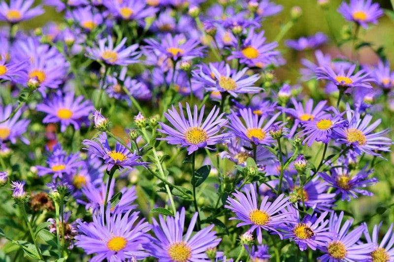 asters flowers 