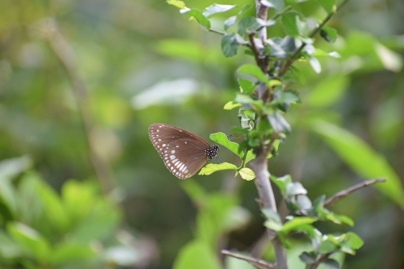 butterfly and aesthetic plant pictures