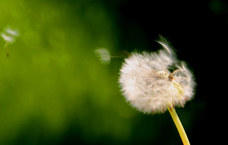 dandelion aesthetic plant