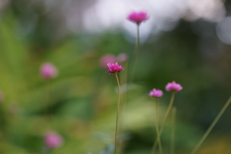 flower aesthetic plant