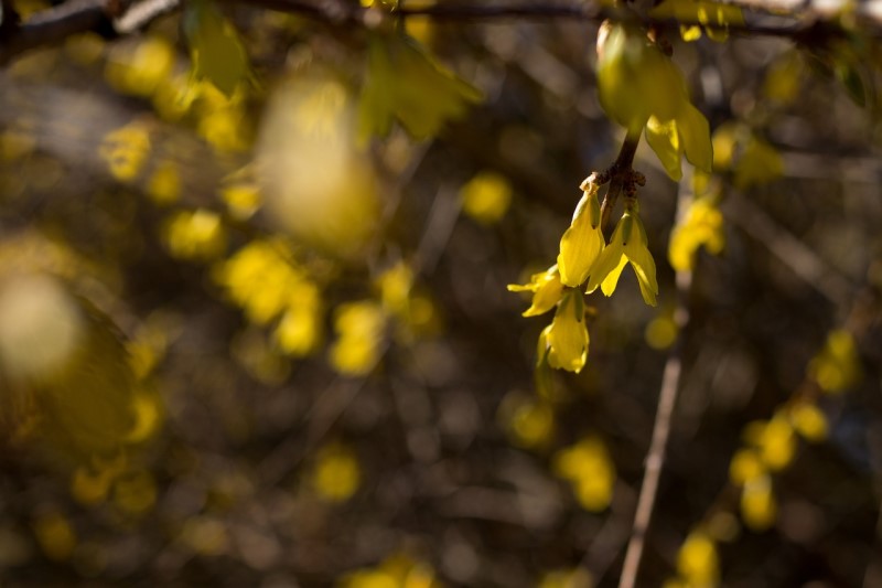 forsythia aesthetic plant pictures