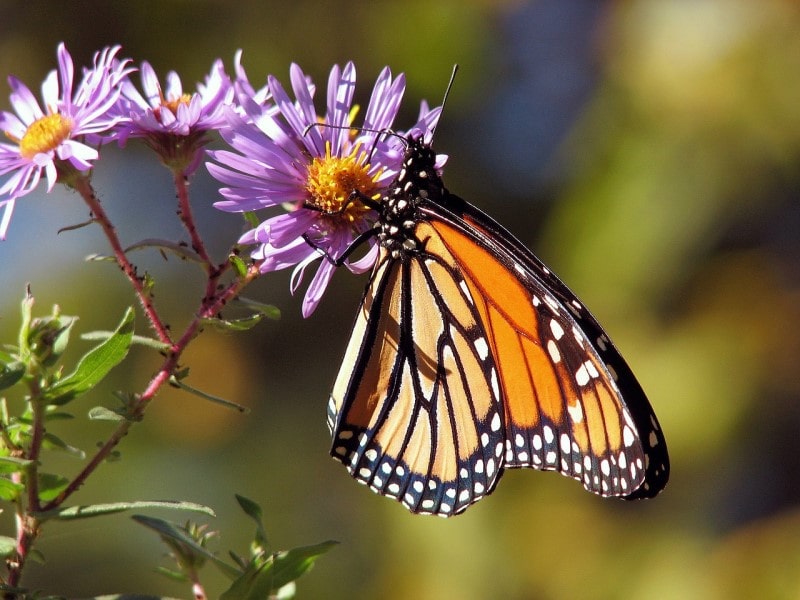 garden aster flowers 
