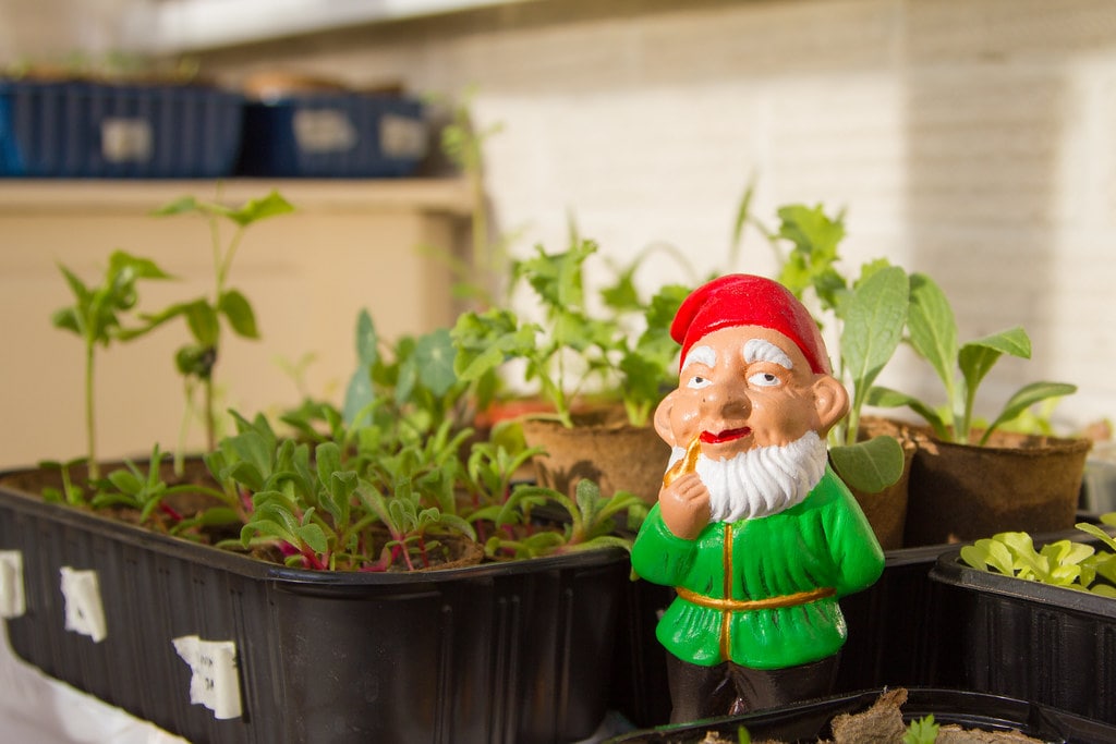 the garden gnome near the sprouts of plants