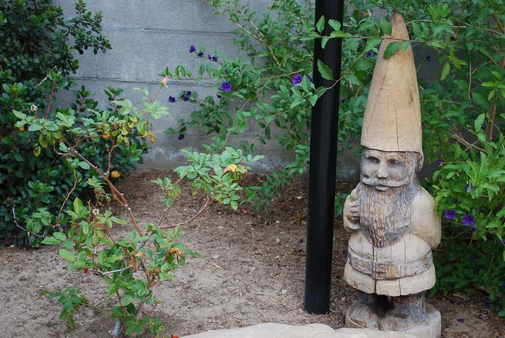 The garden gnome under the tree is not colored