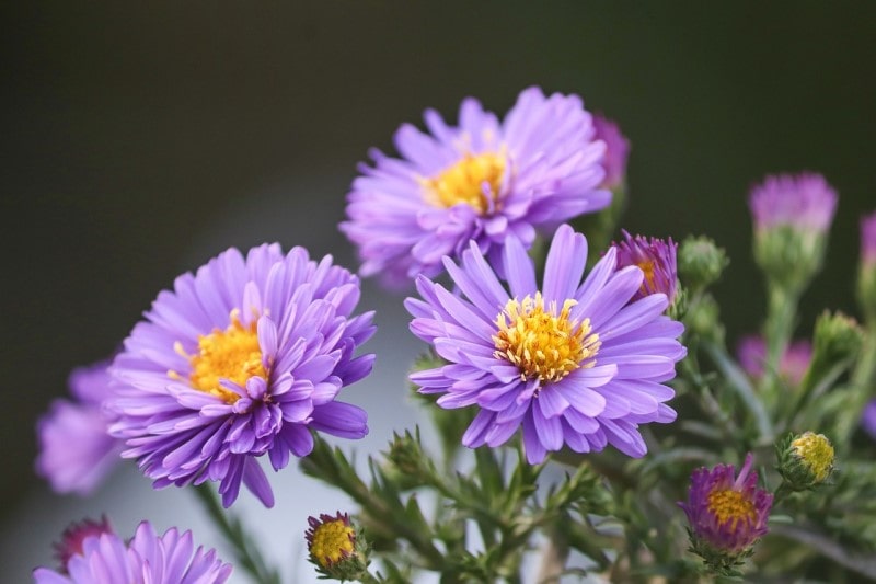 herbstastern Aster flower photos