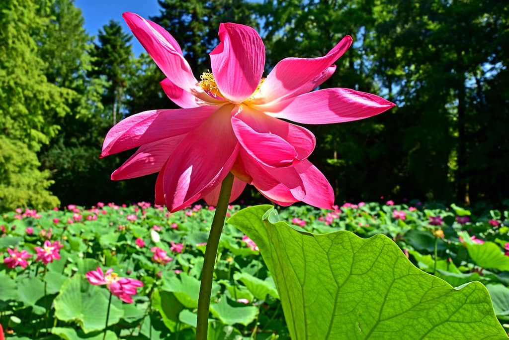 Lotus is a genus of flowering plants in the family Fabaceae. 
