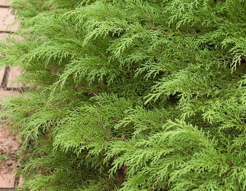 Siberian Cypress