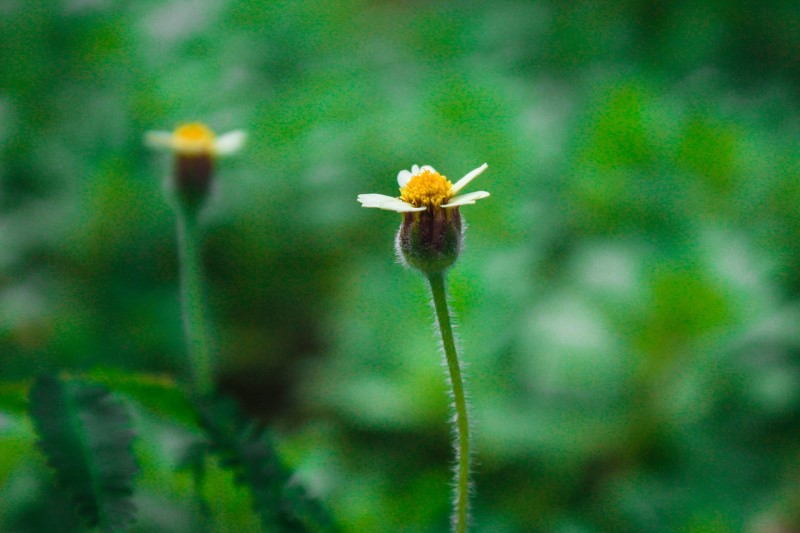 nature aesthetic plant