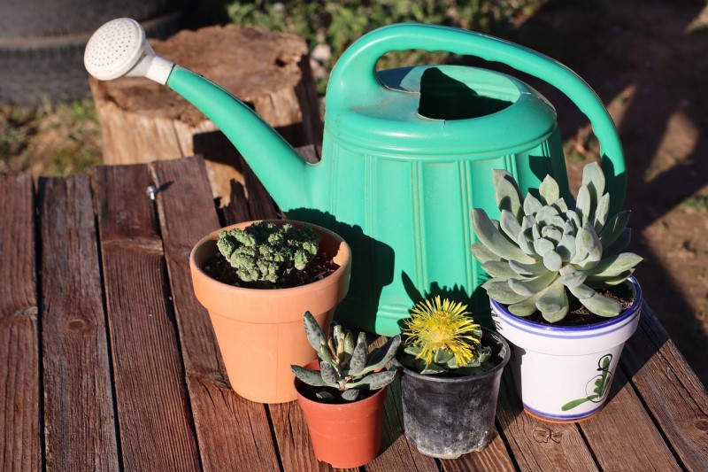 watering can Aesthetic plant pictures