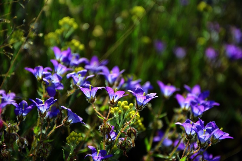 Bluebell Flowers