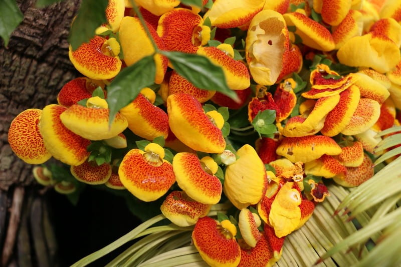 flower Calceolaria