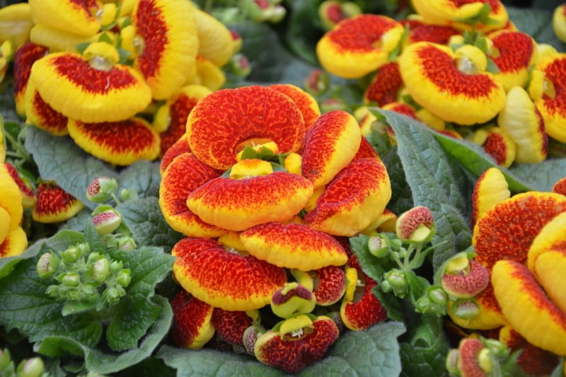 plant Calceolaria