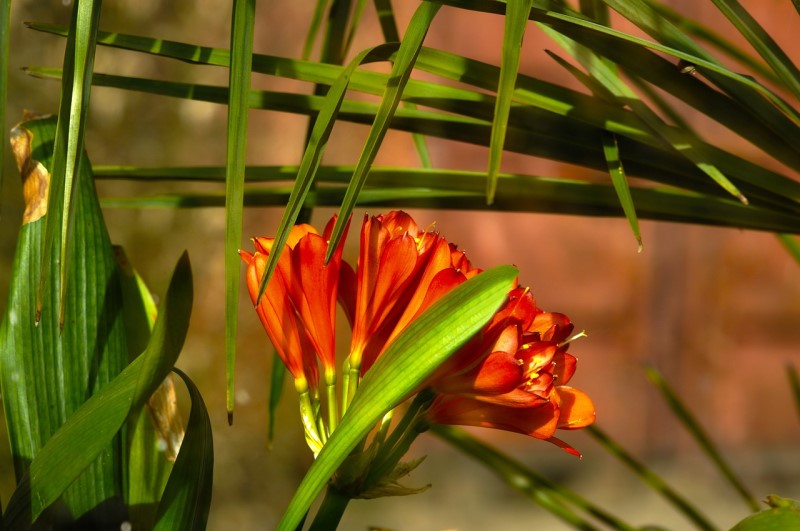 Kaffir Lily photo