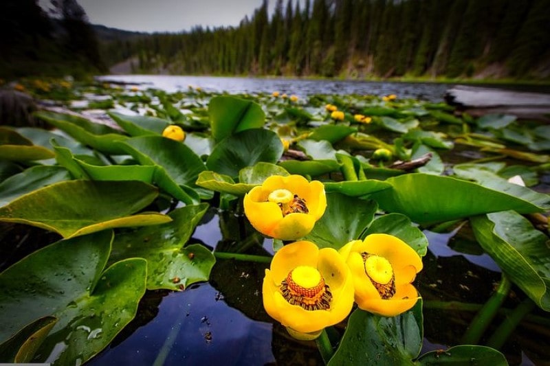 Nuphar lutea photo