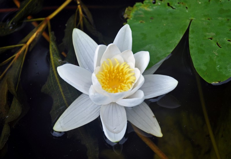 Nymphaea candida