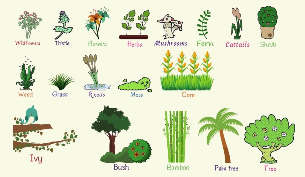 Classification of plants