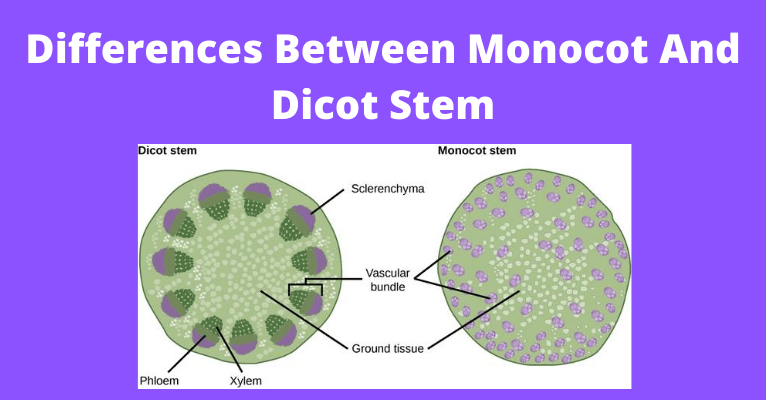 The difference between a monocot and a dicot seed type