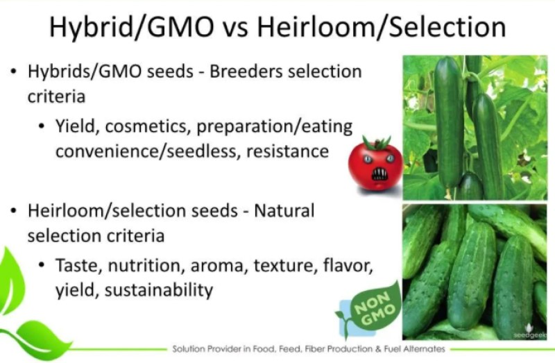 Hybrids/GMO vs Heirlooms