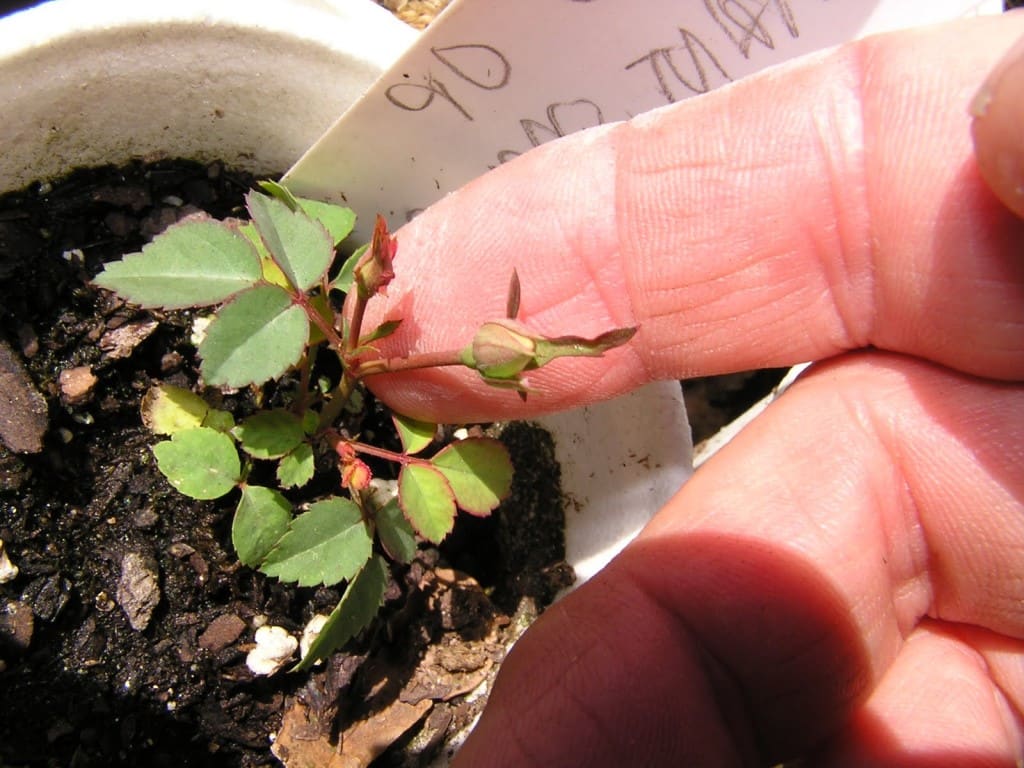 Rose seeds