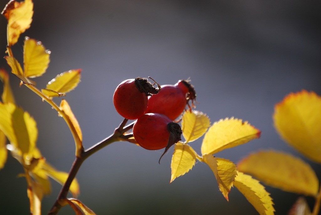 Rose hips