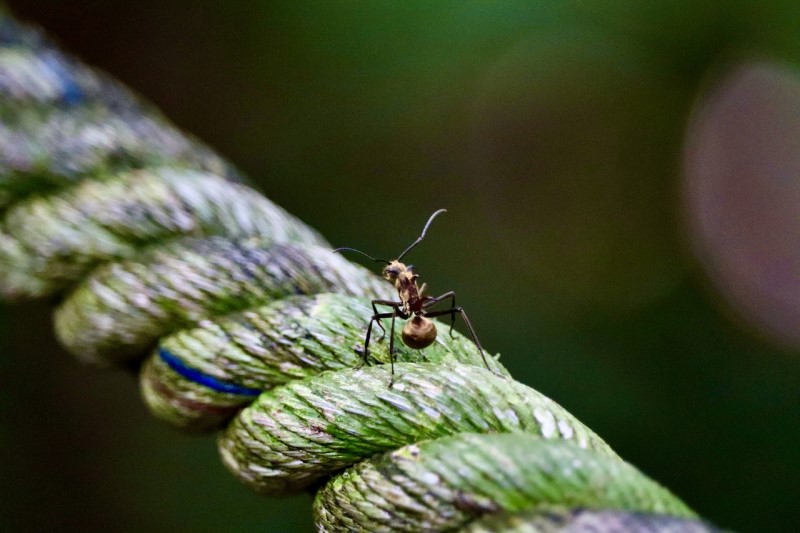 ant on a plant