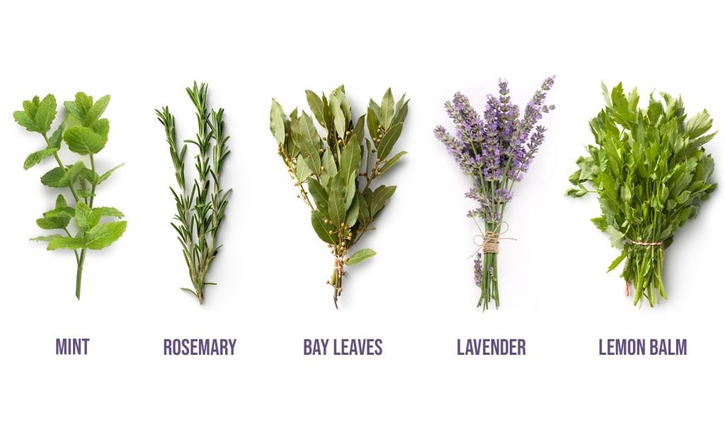 gardening guide herbs