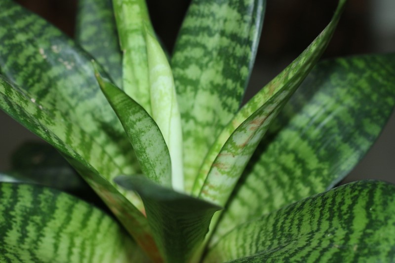 snake plants grow