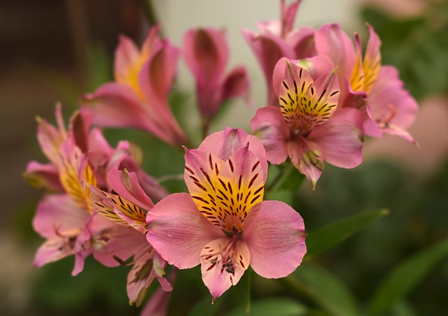 Alstroemeria, also known as the Peruvian lily, is a flowering plant native to South America. The plant is named after the Swedish botanist Baron Claus von Alstromer, who collected and studied the plant during his travels in the 18th century.
