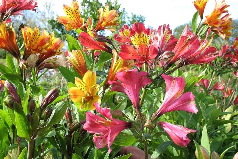 Alstroemeria flowers are known for their vibrant colors and unique markings