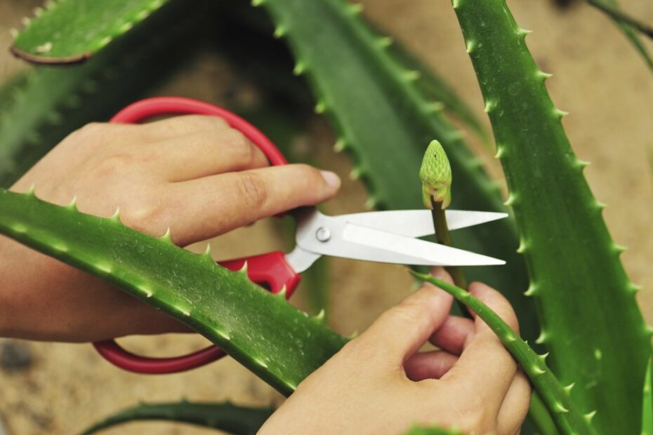 Cut Aloe Vera Plant