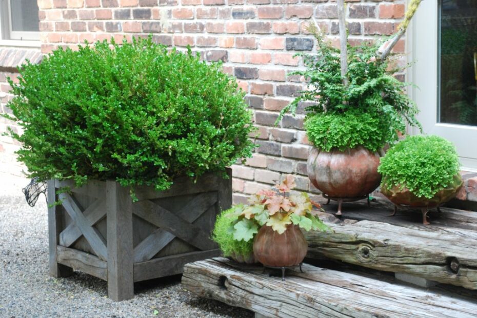 Plant in Front of Boxwoods