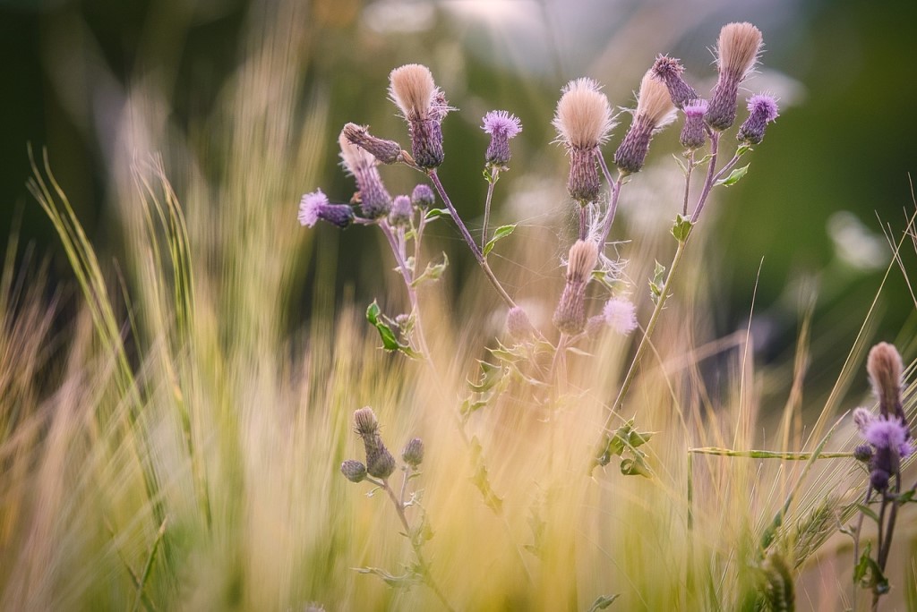 When to Plant Wildflower Seeds? Pictures & Photos 🍁 Green Gardens