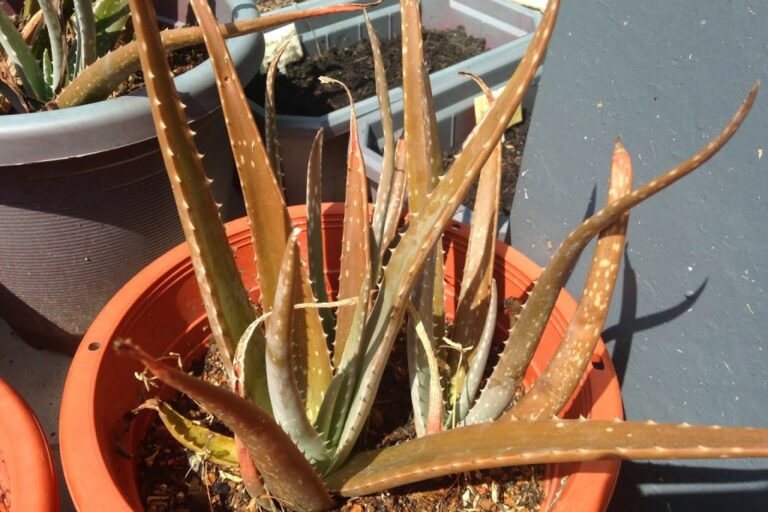 Why Is My Aloe Plant Turning Brown? Pictures & Photos 🍁 Green Gardens