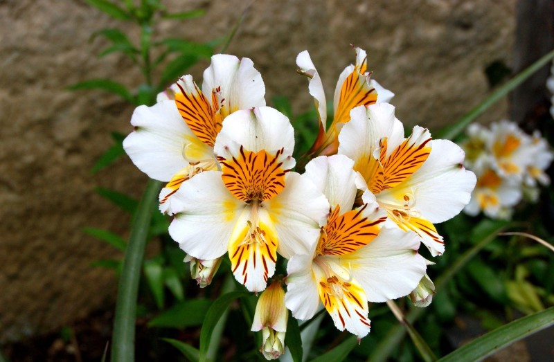 alstromeria flowers