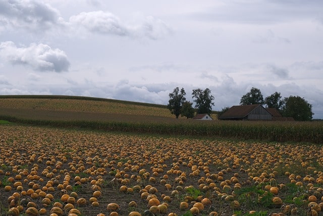 pumpkin field