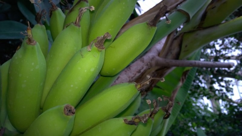 Banana shrub (Michelia figo) is a flowering evergreen shrub native to China, where it is commonly called "Michelia." The plant is named for its banana-scented flowers, which are said to smell like a cross between a banana and a magnolia